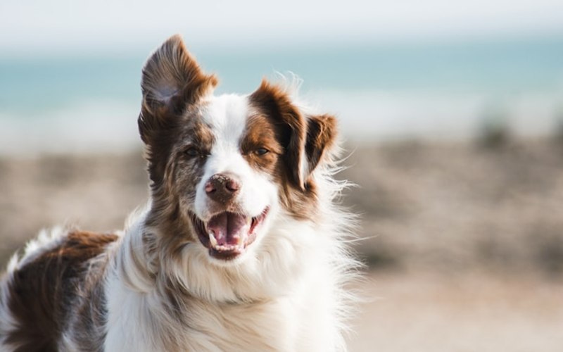 Pet insurance for homeowners